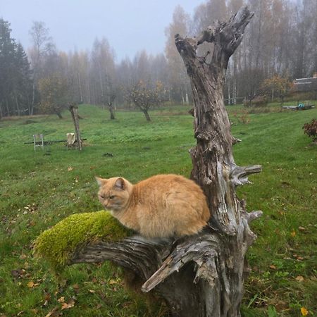 Baltas Raganinas Pirts Villa Sabile Kültér fotó